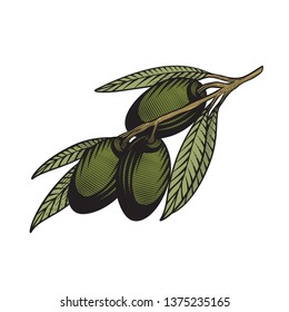 Olive branch. Colorful vector hand drawn illustration of olive branch in engraving technique for labels, logos, posters food menus. Isolated on white. 
