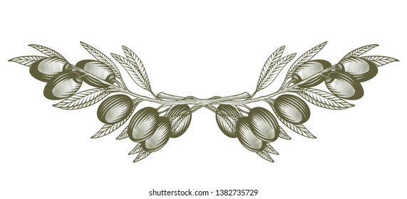 Olive branch decorative border frame. Vector illustration of olive tree twigs in engraving technique. Isolated on white background.
