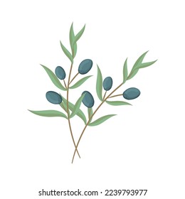 olive branch design over white