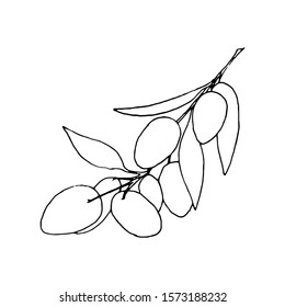 Olive branch. Drawn by hand. Vector. Decor element
