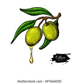 Olive branch with a drop of olive oil vector illustration. Hand drawn plant in vintage style. Isolated drawing on white background. Great for label design, icon, logo, poster, banner