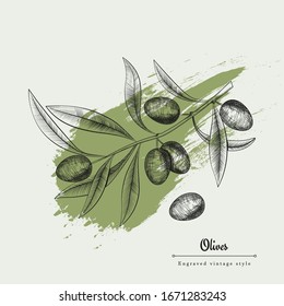 Olive Branch In Engraved Vintage Style. Hand Drawn Vector Illustration