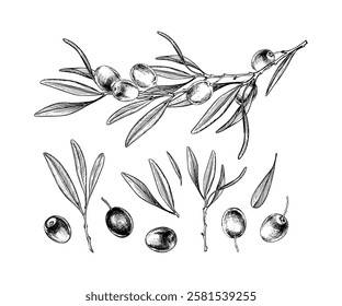 Olive branch engraving, botanical drawing of leaves and ripe olives, vector illustration for label design, natural farm products, oil, cosmetics.