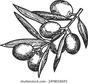 Olive branch engraving. Growing fresh fruit sketch