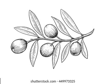 Olive branch engraving style vector illustration. Scratch board style imitation