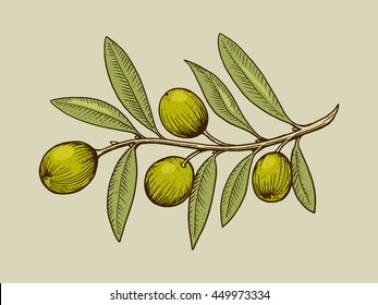 Olive branch engraving style vector illustration. Scratch board style imitation