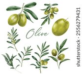 Olive branch with fruit and leaves watercolor set. Green raw organic olive natural collection. Tree elegant branch with green leaves and fruit elements on a white background