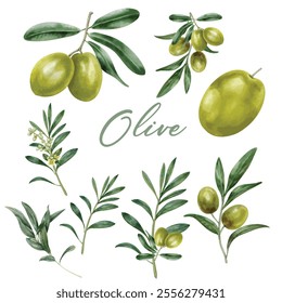 Olive branch with fruit and leaves watercolor set. Green raw organic olive natural collection. Tree elegant branch with green leaves and fruit elements on a white background