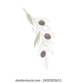 Olive branch with fruits, continuous line drawing. Hand drawn floral template, vector isolated illustration.