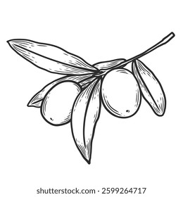 Olive branch with fruits in the style of hand draw and sketch. Print for backgrounds,packaging paper and fabric