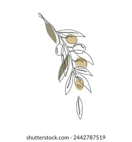 Rama de olivo con frutos dorados, dibujo en línea continua. Plantilla floral dibujada a mano, ilustración aislada del vector