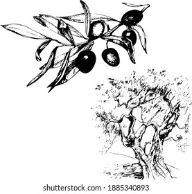 
Olive branch, graphic hand drawn illustration, vector. Separate elements on a white background.