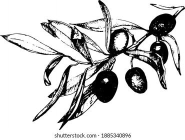 
Olive branch, graphic hand drawn illustration, vector. Separate elements on a white background.