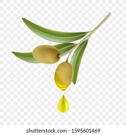 Olive branch with green berries and a drop of oil. Isolated on transparent background. Vector illustration.