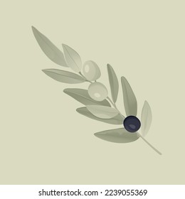 Olive with branch. Branch of green and black olives with leaves on a green background. Nature concept