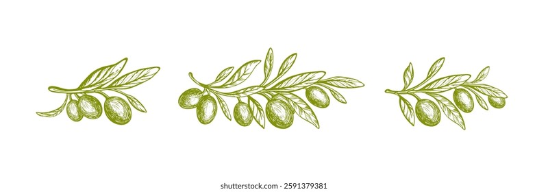 Olive branch, green fruit. Greek vector set. Mediterranean food, aroma oil. Vintage engraving isolate on transparent background. Texture botanical illustration for package and food design Extra virgin