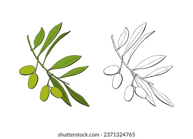 Olive branch with green fruits berries, hand drawn contour vector illustration.