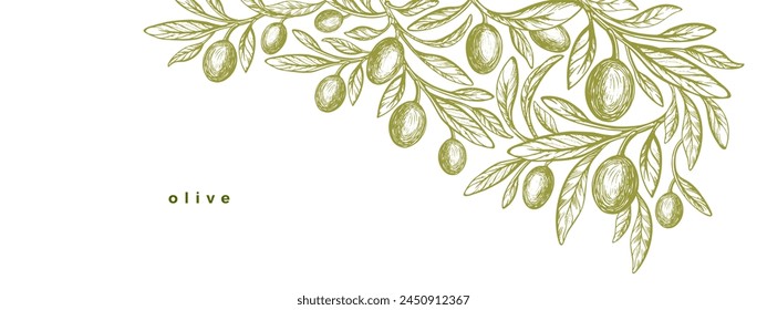 Rama de olivo, frutas verdes. Planta griega. Comida mediterránea, aceite aromático. Anuncio monocromo con grabado Antiguas. Plantilla de Vector sobre fondo blanco