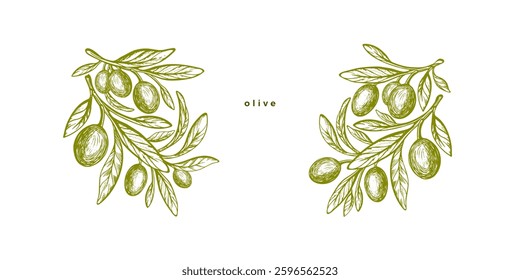 Olive branch, green fruits. Greek nature plantation. Mediterranean food, aroma oil. Vintage engraving monochrome template. Vector graphic symbol on horizontal transparent background