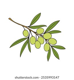 Olive branch with green fruits, isolated on white background.