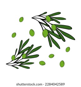 Olive branch green Isolated doodle vector illustration. Concept of healthy food and oil. Object for icon, menu, cover, print, poster, card, web element, card for children.