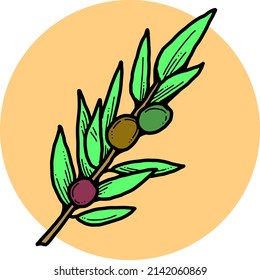Olive branch with green leaves and olives for oil products. Harvest from the tree. Symbol of world peace. Romantic decorative element. Hand drawn retro vintage vector illustration. Old style drawing.