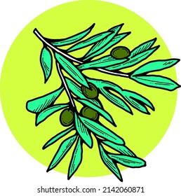 Olive branch with green leaves and olives for oil products. Harvest from the tree. Symbol of world peace. Romantic decorative element. Hand drawn retro vintage vector illustration. Old style drawing.