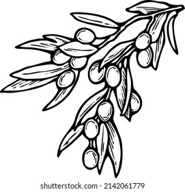 Olive branch with green leaves and olives for oil products. Harvest from the tree. Symbol of world peace. Romantic decorative element. Hand drawn retro vintage vector illustration. Old style drawing.