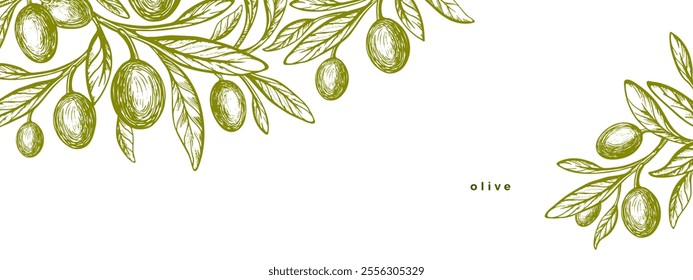 Olive branch, green oil fruits. Greek pattern, nature plantation. Mediterranean food, aroma oil. Vintage engraving monochrome banner. Vector graphic template on horizontal transparent background