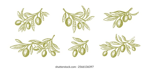 Olive branch, green oil fruits. Greek nature vector set. Mediterranean food, aroma oil. Vintage engraving monochrome isolate on horizontal transparent background