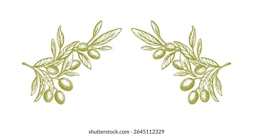 Ramo de oliveira, frutos de azeite verde. Quadro de desenho de mão gráfica. Comida mediterrânea, aroma de óleo. Isolado monocromático de gravação vintage sobre fundo transparente