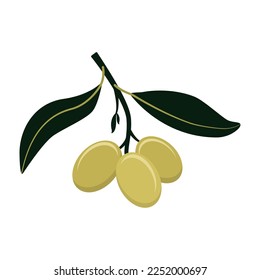 Olive branch with green olives isolated on white background. Flat style. Vector illustration