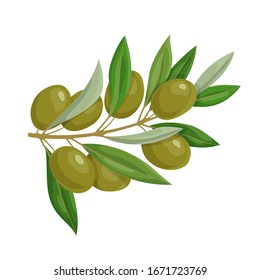Olive branch with green olives and leaves isolated on white background. Natural ingredient for mediterranean cuisine. Fresh and ripe olives vector illustration. Healthy and vegetarian nutrition