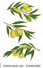 Olive branch with green olives on a white background isolated