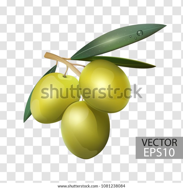 Olive Branch Green Olives On Transparent Stock Vector Royalty