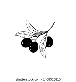 
Olive branch hand drawn illustration isolated