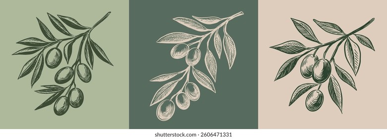 Olive branch hand drawn illustrations, sketch.