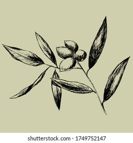 Olive branch hand drawn isolated vector illustration