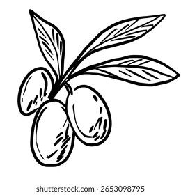 Olive branch Hand drawn line art sketch doodle fisherman aesthetic coastal nautical illustration 