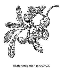Olive branch hand drawn vector, engraving style