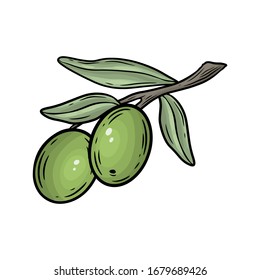 Valoración vectorial de ramas de oliva dibujada a mano. Aceitunas aisladas de fondo blanco.