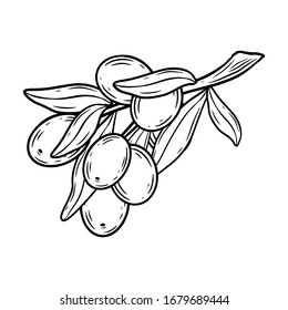 Olive branch hand drawn vector illestration. Olives isolated on white background.