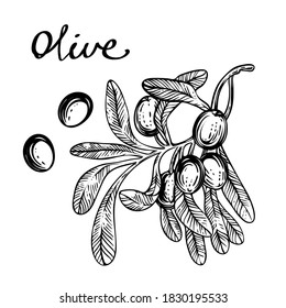 Rama de oliva, vector dibujado a mano