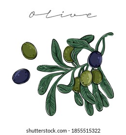 Olivenzweig, handgezeichnet, Vektorgrafik, Farbe
