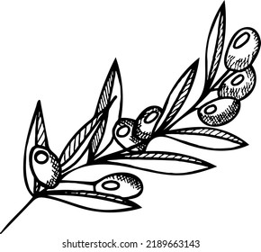 Olive branch hand drawn. Vector illustration in sketch style. Image for label of olive oil, canned olives.