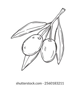 Olive branch hand drawn vector sketch in doodle style isolated on white background.