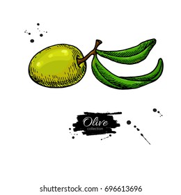 Olive branch. Hand drawn vector illustration. Isolated drawing on white background. Colorful  plant with green fruits and leaves. Great for oil label design, icon, logo, poster, banner