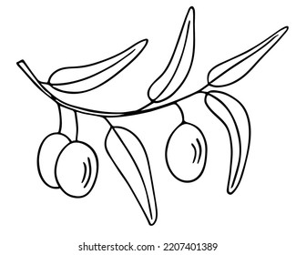 Olive branch, hand-drawn doodle sketch. Twig with leaves and fruit outline. Simple minimalistic design.
Food menu or cosmetic concept decoration. Isolated. Vector illustration