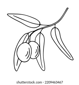Olive branch, hand-drawn doodle sketch. Twig with leaves and fruit outline. Simple minimalistic design. Food menu or cosmetic concept decoration. Isolated. Vector illustration