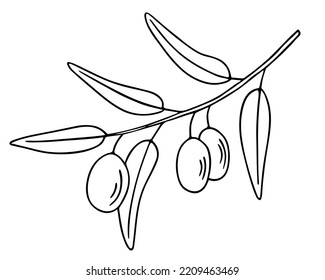 Olive branch, hand-drawn doodle sketch. Twig with leaves and fruit outline. Simple minimalistic design.
Food menu or cosmetic concept decoration. Isolated. Vector illustration